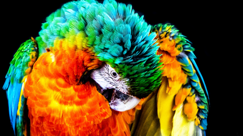 Tropikalna papuga w żywych kolorach na czarnym tle